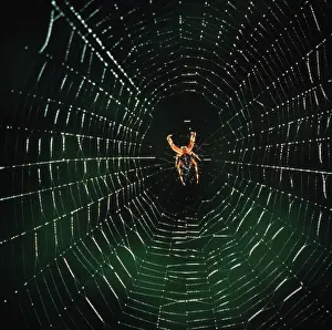 Garden Spider Prints: Garden Spider - In a web