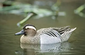 Johan De Meester Artwork Prints: Garganey Duck