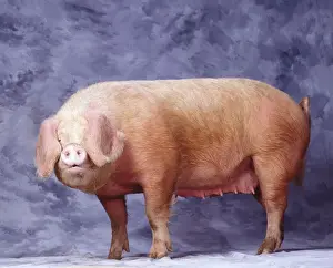 Gascon Pig LA-944 Print