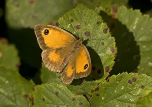 Nature Prints For Sale UK Prints: Gatekeeper Butterfly
