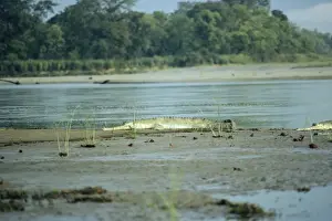 Asian Reptile Species Prints: Gavial / Gharial - Nepal