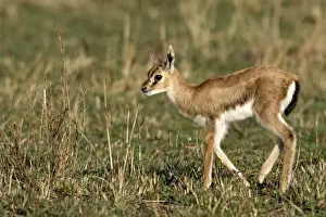 African Wildlife Art Prints: Gazelle de Thomson