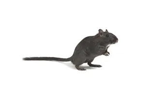 Gerbil Print LA-8588