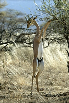 Gerenuk - on hind legs feeding Gerenuk - on hind legs feeding
