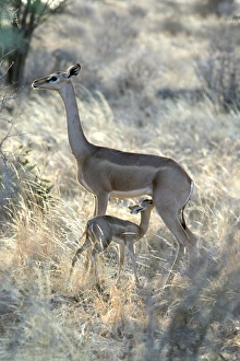 Gerenuk - mother with baby suckling Gerenuk - mother with baby suckling