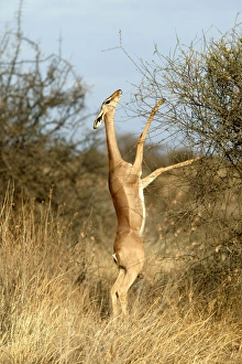 Gerenuk - standing on hind legs to reach branches to eat Gerenuk - standing on hind legs to reach branches to eat