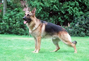 German Shepherd / Alsatian Dog German Shepherd / Alsatian Dog