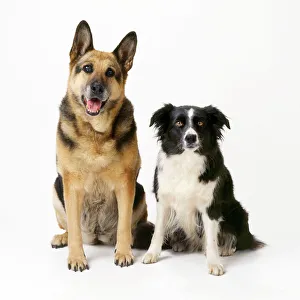German Shepherd / Alsatian Dog - with Border Collie German Shepherd / Alsatian Dog - with Border Collie