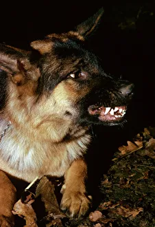 German Shepherd / Alsatian - Snarling showing severe aggression with teeth showing German Shepherd / Alsatian - Snarling showing severe aggression with teeth showing