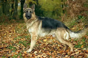 German Shepherd / Alsatian Print