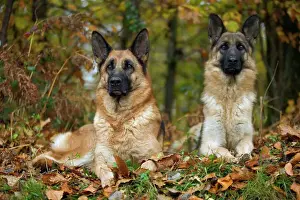 Prints of LA-1505 German Shepherd / Alsatian - two, in Autumn woodland Jean Michel Labat Please note that prints are for personal display purposes only and may not be reproduced in any way. Images Dated 2004 November: German Shepherd / Alsatian Print