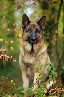 German Shepherd / Alsatian Print LA-1506 by Jean Michel Labat
