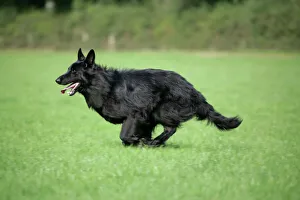 German Shepherd Dog - running in field German Shepherd Dog - running in field