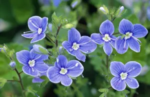 Close Up Plant Photos Prints: Germander Speedwell