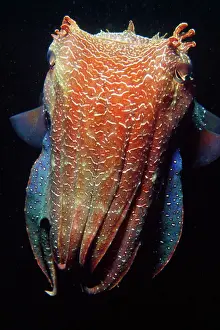 Giant Cuttlefish Print - Sepia apama, South Australia