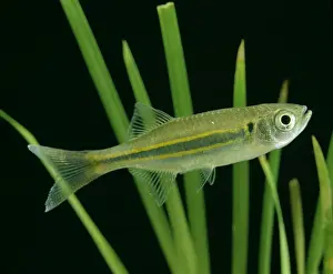 Wildlife Fish Photos Prints: Giant Danio Fish