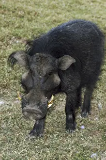 Giant Forest Hog Print - Hylochoerus meinertzhageni