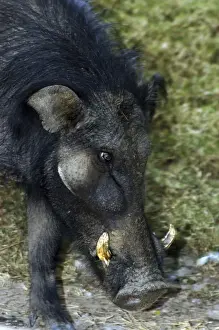 Wildlife Art Prints: Giant Forest Hog