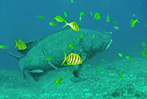 Giant Grouper - with Golden Trevally Juv. (Gnathanodon speciosus) Giant Grouper - with Golden Trevally Juv. (Gnathanodon speciosus)