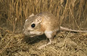 Wildlife Art Prints: Giant Kangaroo Rat