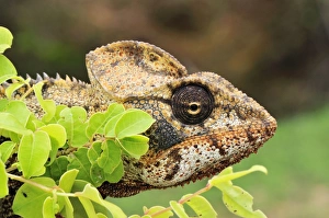 Giant Madagascar / Oustalets Chameleon - male Giant Madagascar / Oustalets Chameleon - male