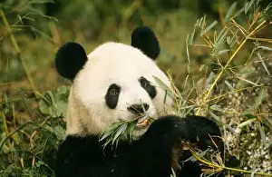 Giant Panda Print - Ailuropoda melanoleuca Feeding Scene