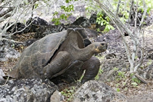 Giant Tortoise - Intermediate shape between Dome shape and Saddle Back Shape Giant Tortoise - Intermediate shape between Dome shape and Saddle Back Shape