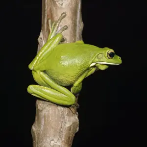 Images Dated 11th July 2008: Giant Treefrog Print - Litoria infrafrenata side view