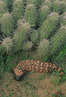 Images Dated 19th April 2004: Gila Monster (Heloderma suspectum)-Arizona-One of only two venomous lizards in the world-protected