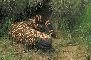 Images Dated 19th April 2004: Gila Monster (Heloderma suspectum)-Arizona-One of only two venomous lizards in the world-protected