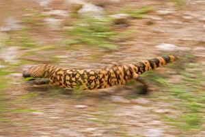 Images Dated 19th April 2004: Gila Monster - In motion. One of only two venomous lizards in the world, protected species