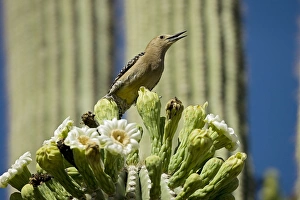 Gila Woodpecker - Calling and feeding on nectar and insects in the Saguaro cactus blossom Gila Woodpecker - Calling and feeding on nectar and insects in the Saguaro cactus blossom