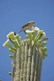 Gila Woodpecker - Feeding on nectar and insects in the Saguaro cactus blossom Gila Woodpecker - Feeding on nectar and insects in the Saguaro cactus blossom