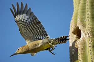 Gila Woodpecker - In flight emerging from nest in Saguaro cactus (Carnegiea gigantea) Gila Woodpecker - In flight emerging from nest in Saguaro cactus (Carnegiea gigantea)