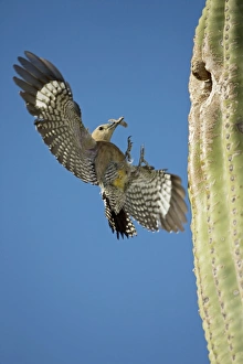 Gila Woodpecker - In flight landing on nest in Saguaro cactus with food for young Gila Woodpecker - In flight landing on nest in Saguaro cactus with food for young