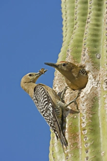 Gila Woodpecker - Male and female at nest in Saguaro cactus Gila Woodpecker - Male and female at nest in Saguaro cactus