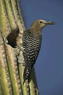 Images Dated 2nd May 2004: Gila Woodpecker At nest in Cactus with food in beak Feeds on nectar