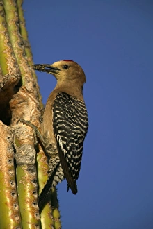 Gila Woodpecker - At nest with food in mouth Gila Woodpecker - At nest with food in mouth