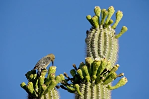 Gila Woodpecker - Perched on cholla cactus foraging for food for young Gila Woodpecker - Perched on cholla cactus foraging for food for young
