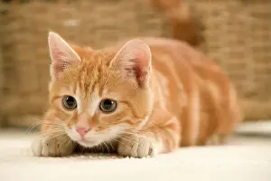 Personal Use Cat Pictures Prints: Ginger Cat