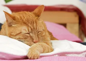 Ginger cat - asleep on bed in house Ginger cat - asleep on bed in house