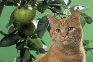 Personal Use Cat Pictures Prints: Ginger Cat On bench with apples