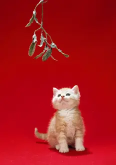 Christmas Pet Photos Prints: Ginger Cat - kitten under mistletoe