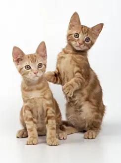 John Daniels Wildlife Photographer Prints: Ginger Cat Two kittens