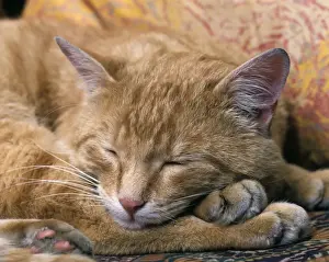 Personal Use Cat Pictures Prints: Ginger Cat Sleeping