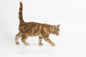 Ginger Tabby Cat Print by Ardea