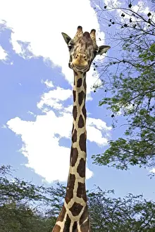 Prints of WAT-11646 Giraffe Giraffa camelopardalis M. Watson Please note that prints are for personal display purposes only and may not be reproduced in any way. Giraffa Prints: Giraffe Print - Giraffa camelopardalis