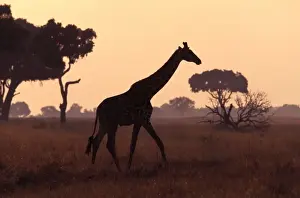 Jean Michel Labat Images Prints: Giraffe - at dusk