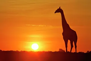 Giraffe - single individual in backlight with setting sun Giraffe - single individual in backlight with setting sun
