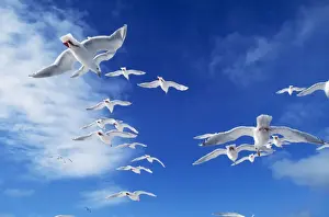 Wildlife Artwork For Sale Prints: Glacous-winged Gull